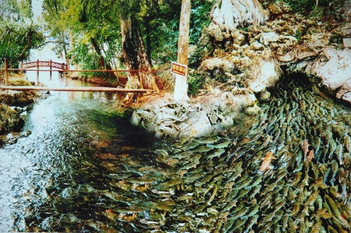 Cam Luong fish stream, Thanh Hoa