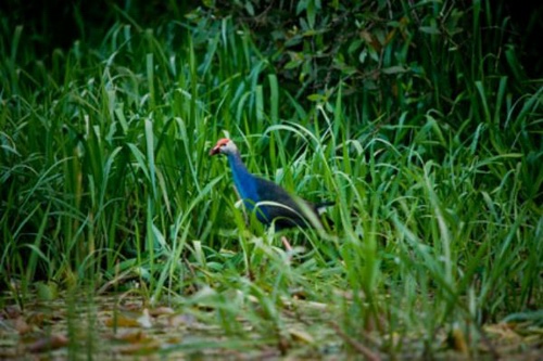 Bird watching in Cuc Phuong national park, Vietnam